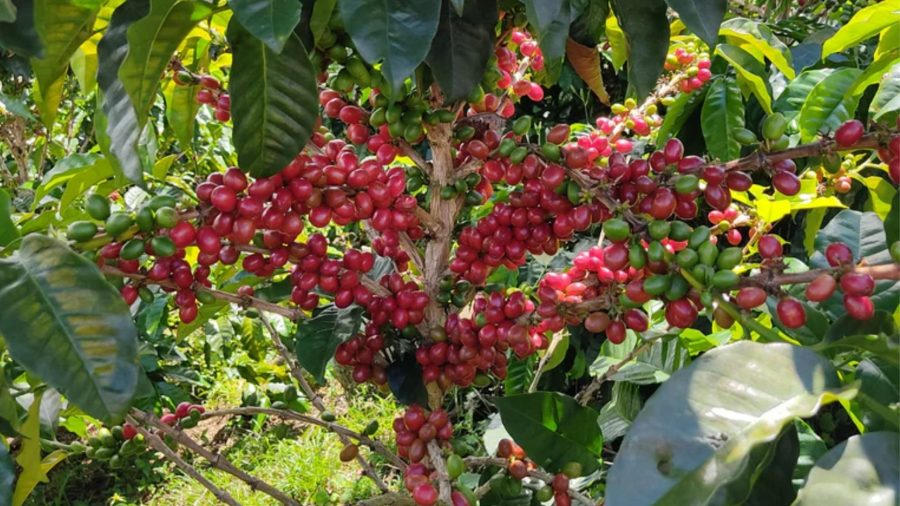 Finca El Mirador Çifliğinden ‘Tabi’ Varyetesi!